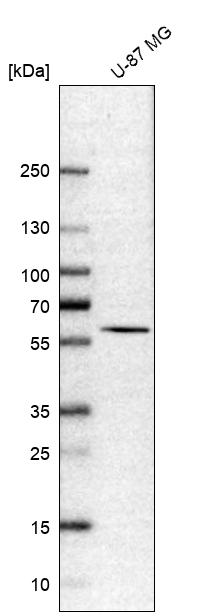CCDC19 Antibody - BSA Free Western Blot: CCDC19 Antibody - BSA Free [NBP1-91758]