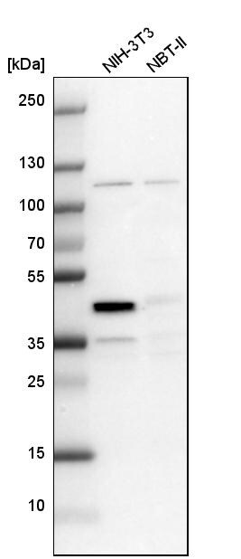 CCDC94 Antibody - BSA Free Western Blot: CCDC94 Antibody - BSA Free [NBP1-91766]