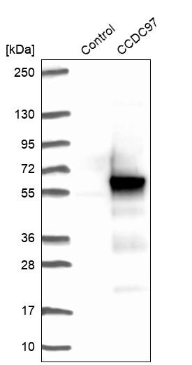 CCDC97 Antibody - BSA Free Western Blot: CCDC97 Antibody - BSA Free [NBP1-91767]