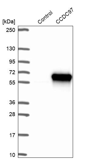 CCDC97 Antibody - BSA Free Western Blot: CCDC97 Antibody - BSA Free [NBP1-91768]