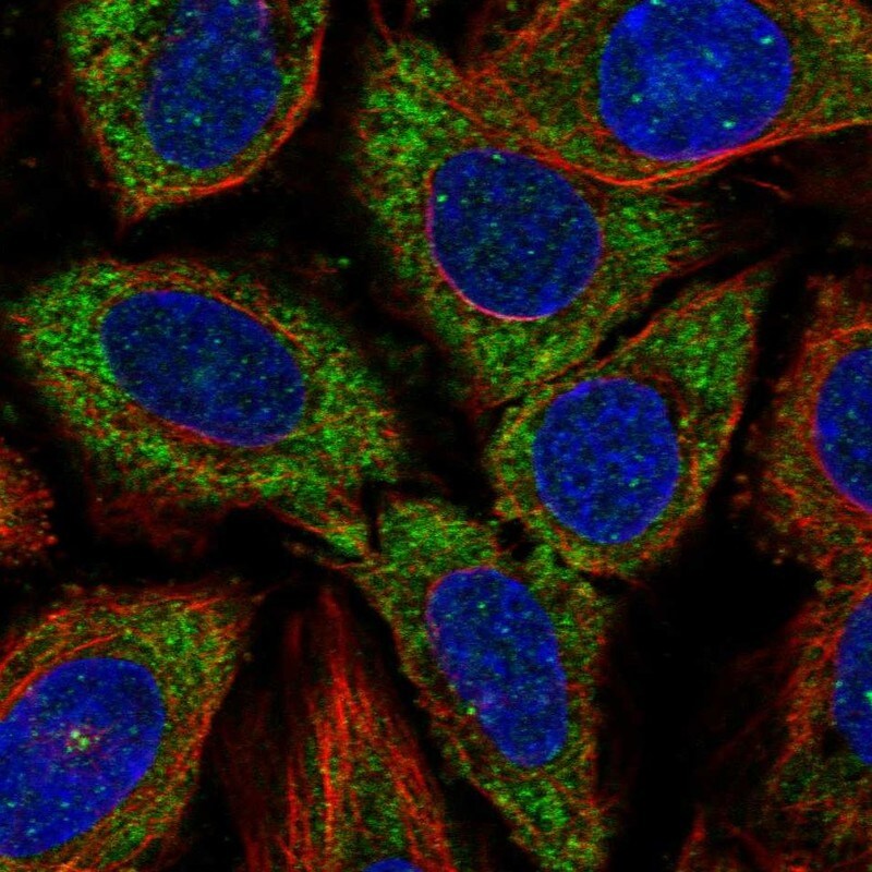 CDC37L1 Antibody - BSA Free Immunocytochemistry/ Immunofluorescence: CDC37L1 Antibody [NBP1-91772]