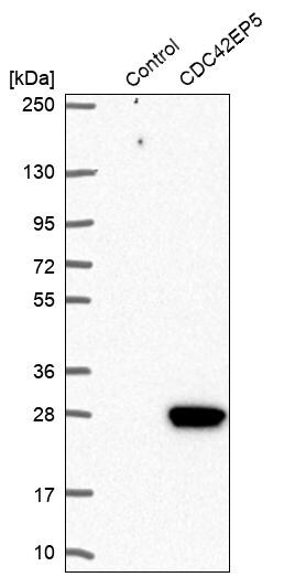 CDC42EP5 Antibody - BSA Free Western Blot: CDC42EP5 Antibody - BSA Free [NBP1-91773]