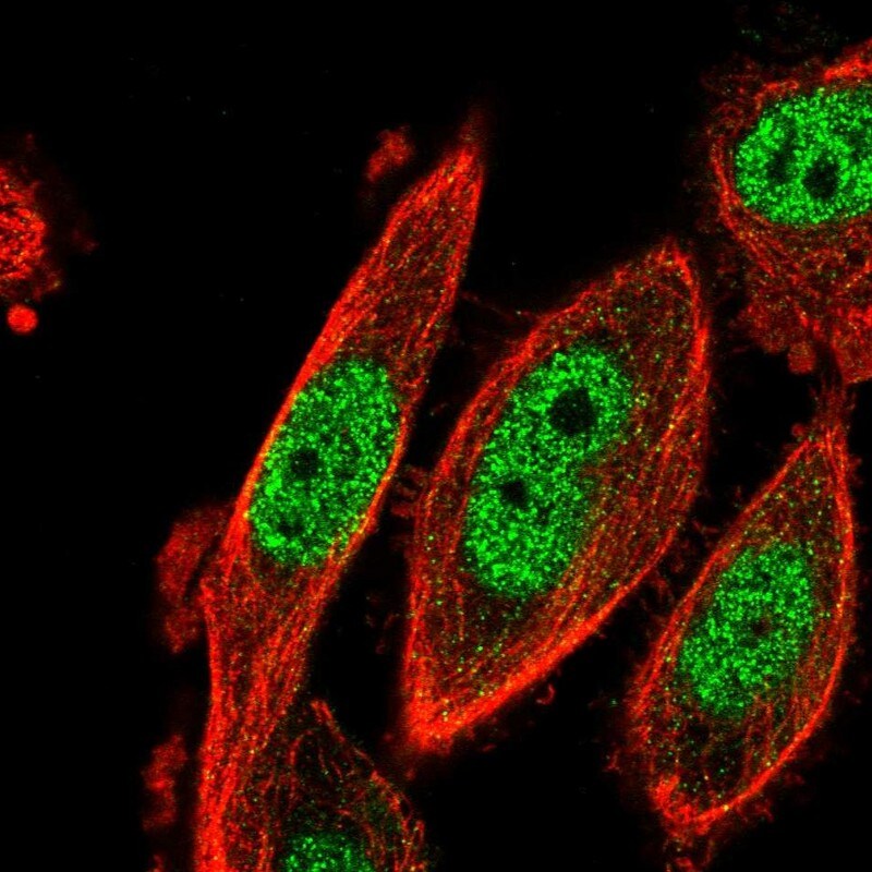 CDK2AP2 Antibody - BSA Free Immunocytochemistry/ Immunofluorescence: CDK2AP2 Antibody - BSA Free [NBP1-91776]