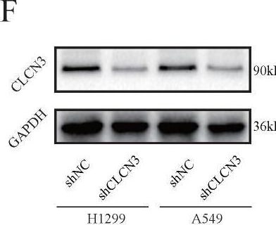 CLCN3 Antibody - BSA Free
