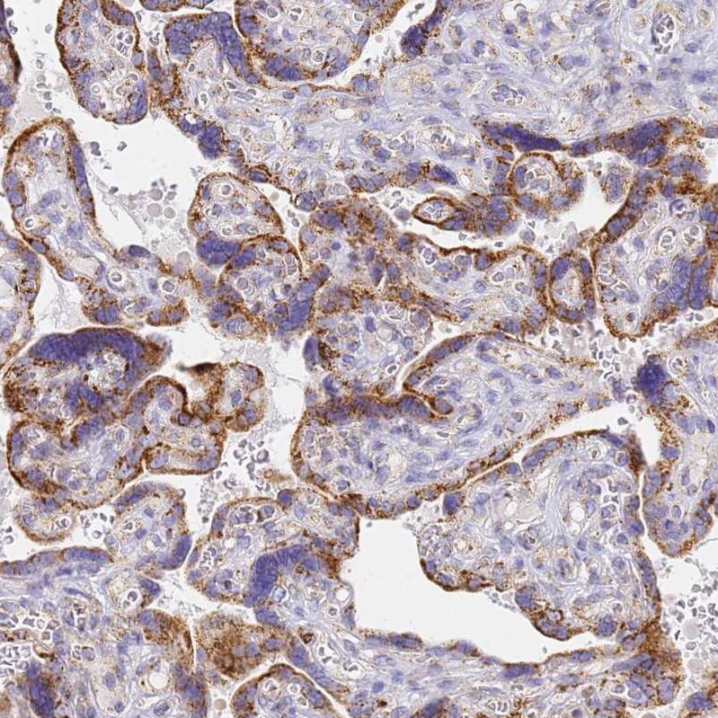 CNIH4 Antibody - BSA Free Immunohistochemistry: CNIH4 Antibody - BSA Free [NBP1-91797]