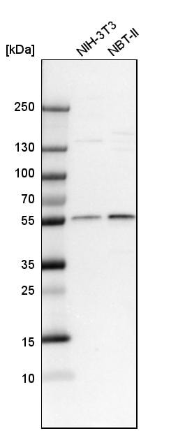CRBN Antibody - BSA Free Western Blot: CRBN Antibody - BSA Free [NBP1-91810]