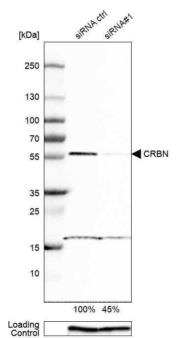 CRBN Antibody - BSA Free Western Blot: CRBN Antibody - BSA Free [NBP1-91810]