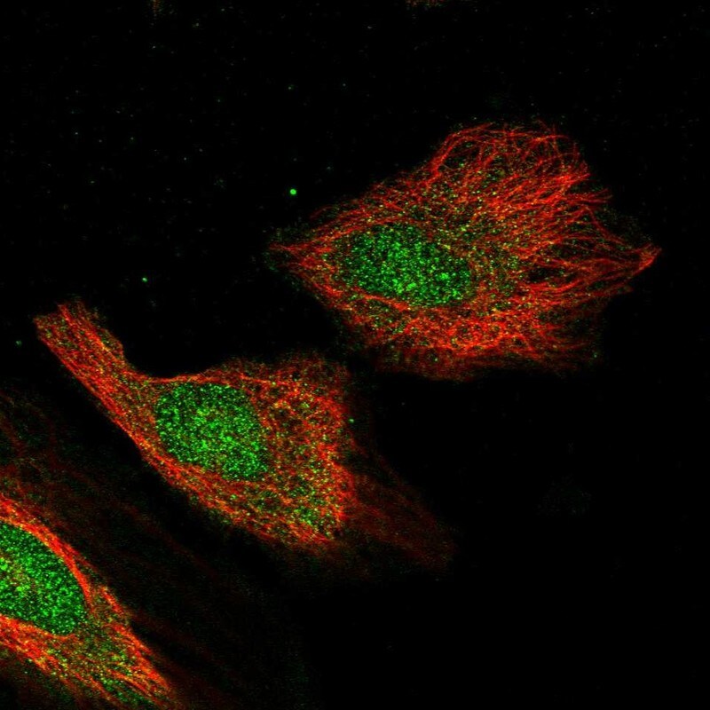 CXXC1 Antibody - BSA Free Immunocytochemistry/ Immunofluorescence: CXXC1 Antibody - BSA Free [NBP1-91816]