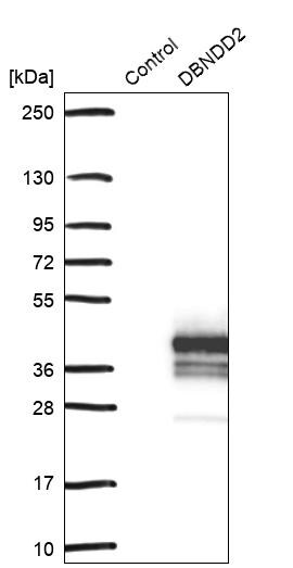 DBNDD2 Antibody - BSA Free Western Blot: DBNDD2 Antibody - BSA Free [NBP1-91819]