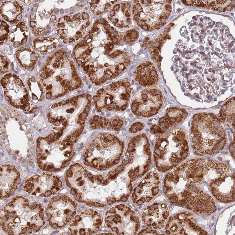 DCAF4 Antibody - BSA Free Immunohistochemistry: DCAF4 Antibody - BSA Free [NBP1-91820]