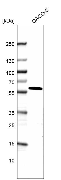 DDX19A Antibody - BSA Free Western Blot: DDX19A Antibody - BSA Free [NBP1-91824]