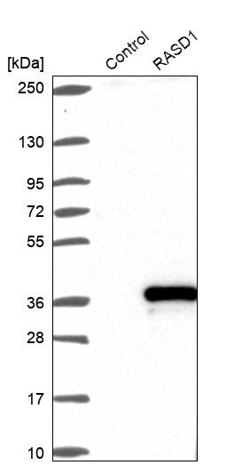 Dexras1 Antibody - BSA Free Western Blot: Dexras1 Antibody - BSA Free [NBP1-91830]