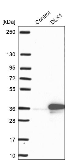Dlx1 Antibody - BSA Free Western Blot: Dlx1 Antibody - BSA Free [NBP1-91837]