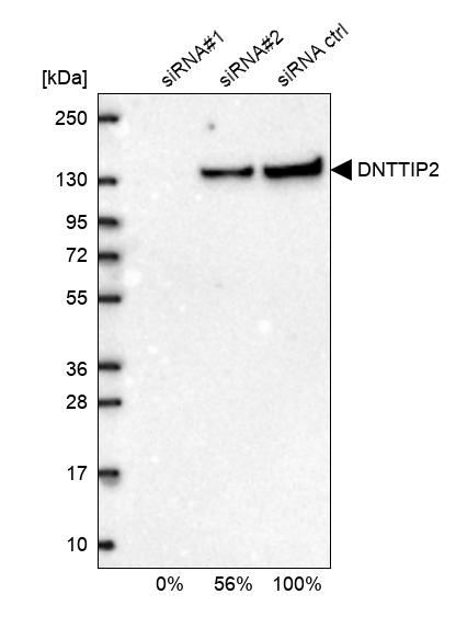 DNTTIP2 Antibody - BSA Free Western Blot: DNTTIP2 Antibody - BSA Free [NBP1-91845]