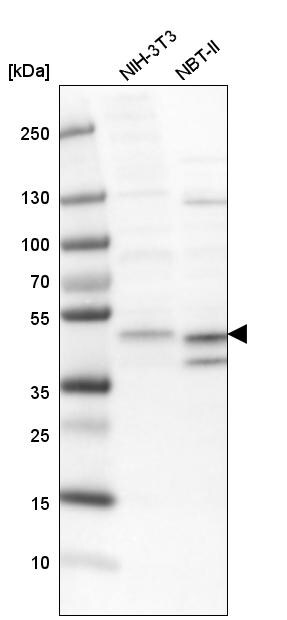ECSIT Antibody - BSA Free Western Blot: ECSIT Antibody - BSA Free [NBP1-91858]