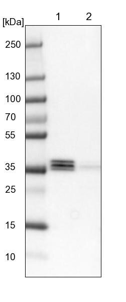 EEF1D Antibody - BSA Free Western Blot: EEF1D Antibody - BSA Free [NBP1-91861]