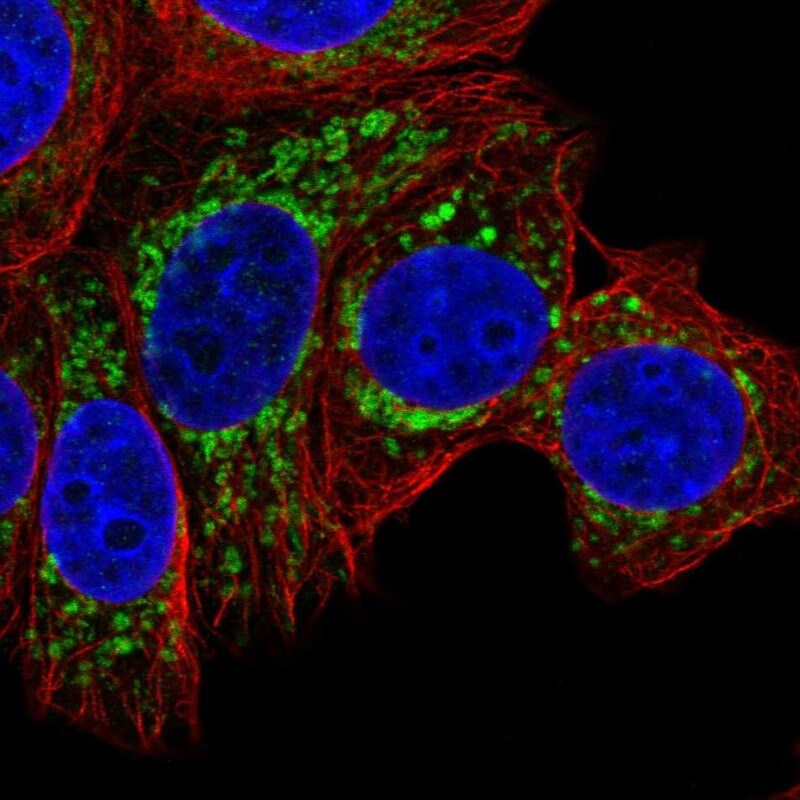 EEF1G Antibody - BSA Free Immunocytochemistry/ Immunofluorescence: EEF1G Antibody [NBP1-91862]
