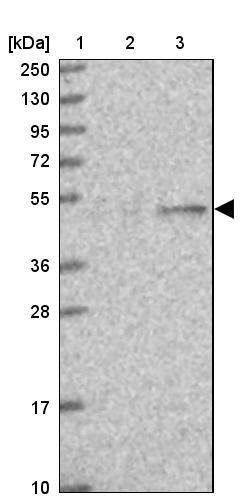 EEF1G Antibody - BSA Free Western Blot: EEF1G Antibody - BSA Free [NBP1-91862]