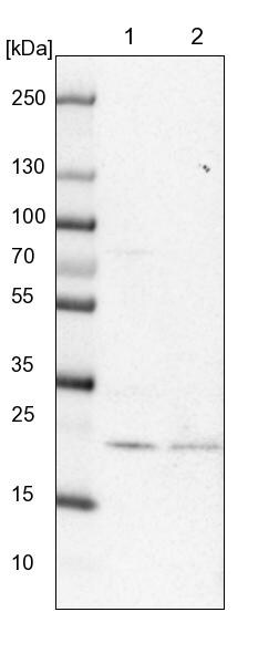 eIF3K Antibody - BSA Free Western Blot: eIF3K Antibody - BSA Free [NBP1-91865]