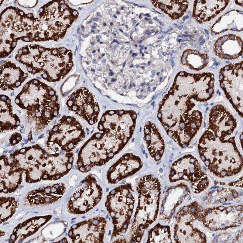 FAM115C Antibody - BSA Free Immunohistochemistry-Paraffin: FAM115C Antibody [NBP1-91880]