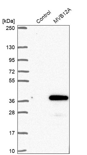 FAM125A Antibody - BSA Free Western Blot: FAM125A Antibody - BSA Free [NBP1-91883]