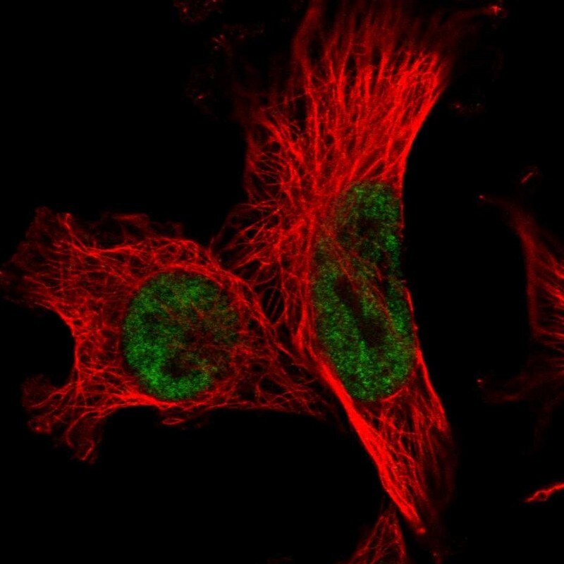 FCF1 Antibody - BSA Free Immunocytochemistry/ Immunofluorescence: FCF1 Antibody - BSA Free [NBP1-91893]