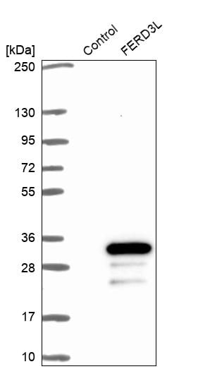 FERD3L Antibody - BSA Free Western Blot: FERD3L Antibody - BSA Free [NBP1-91897]