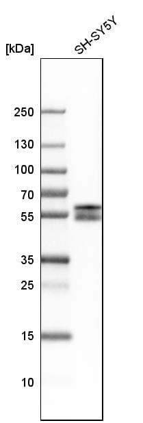 FOX2 Antibody - BSA Free Western Blot: FOX2 Antibody - BSA Free [NBP1-91910]