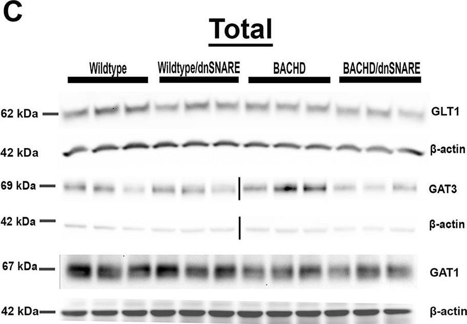 GAT3 Antibody - BSA Free