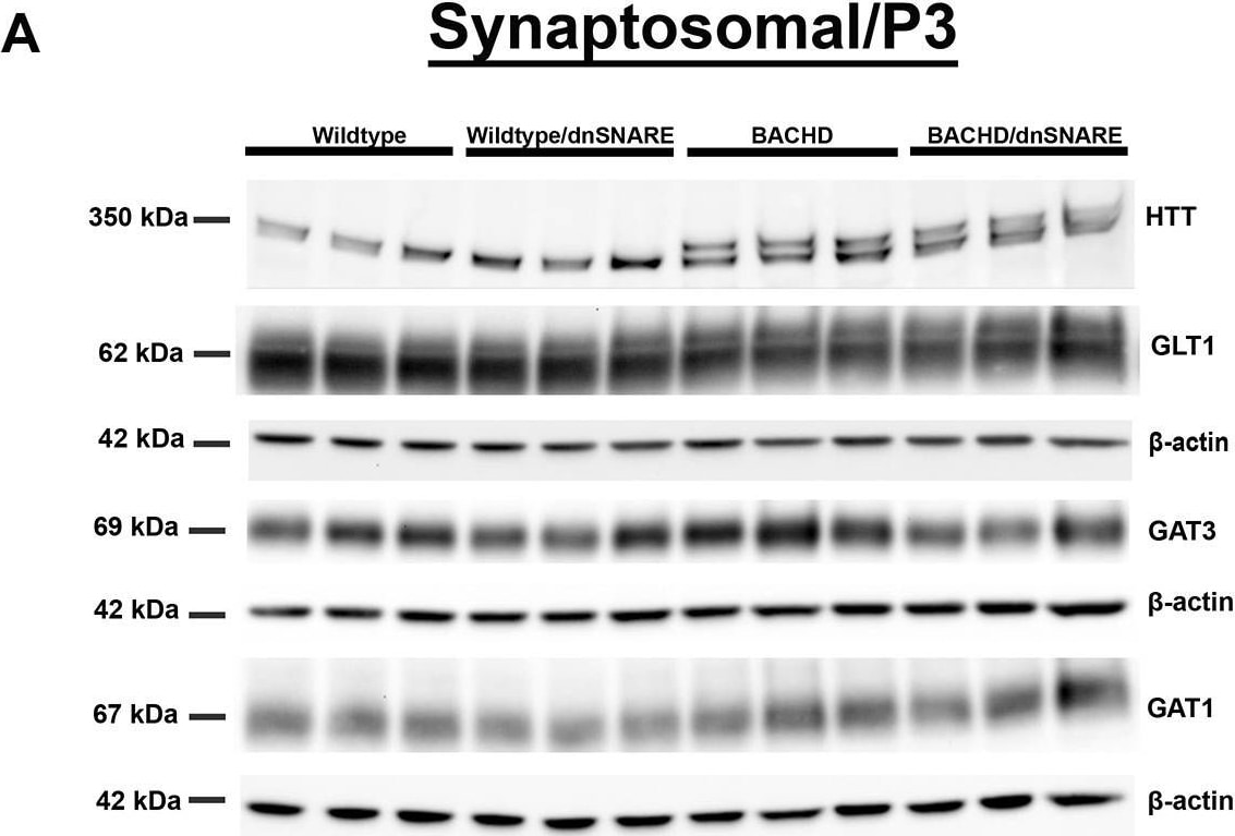 GAT3 Antibody - BSA Free