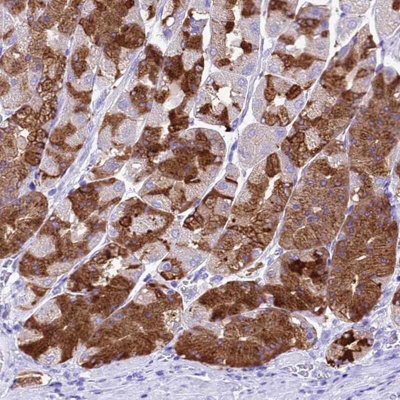 Gastric Lipase Antibody - BSA Free Immunohistochemistry: Gastric Lipase Antibody - BSA Free [NBP1-91928]