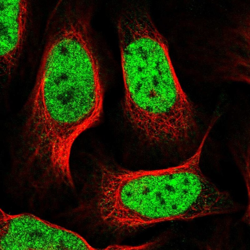 GIDRP88 Antibody - BSA Free Immunocytochemistry/ Immunofluorescence: GIDRP88 Antibody - BSA Free [NBP1-91939]