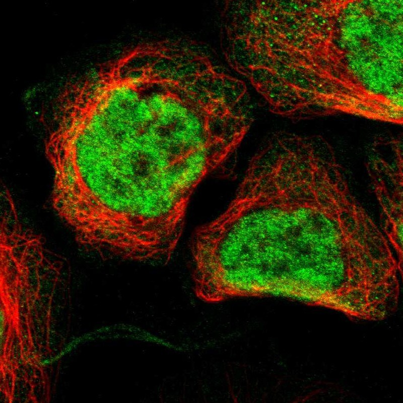 GM632 Antibody - BSA Free Immunocytochemistry/ Immunofluorescence: GM632 Antibody [NBP1-91948]