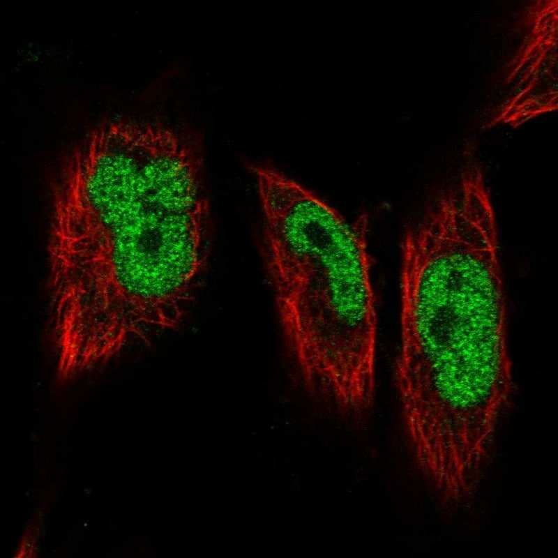 GMEB1 Antibody - BSA Free Immunocytochemistry/ Immunofluorescence: GMEB1 Antibody - BSA Free [NBP1-91949]