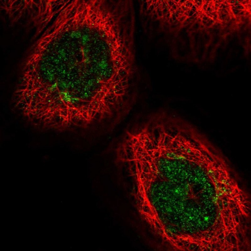 GOLGA3 Antibody - BSA Free Immunocytochemistry/ Immunofluorescence: GOLGA3 Antibody [NBP1-91953]