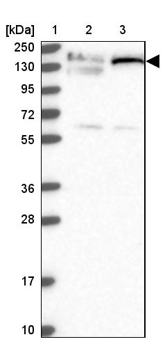 GOLGA3 Antibody - BSA Free Western Blot: GOLGA3 Antibody - BSA Free [NBP1-91953]