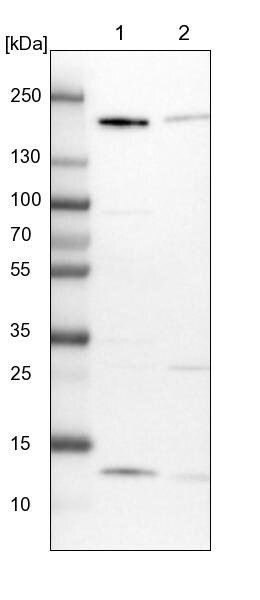 GOLGA3 Antibody - BSA Free Western Blot: GOLGA3 Antibody - BSA Free [NBP1-91953]
