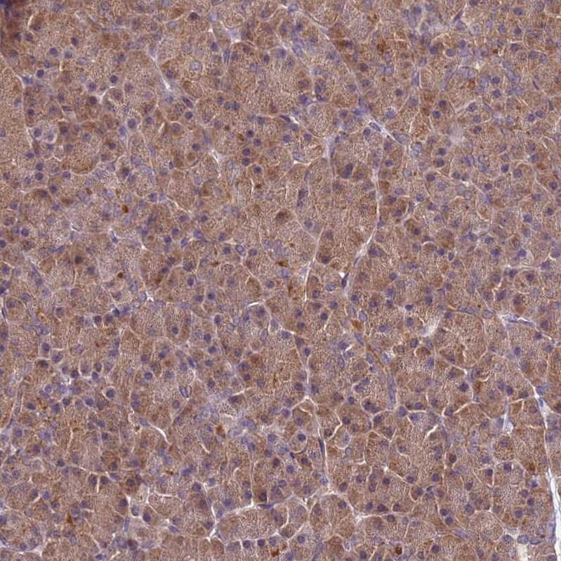 GSPT2 Antibody - BSA Free Immunohistochemistry: GSPT2 Antibody - BSA Free [NBP1-91971]