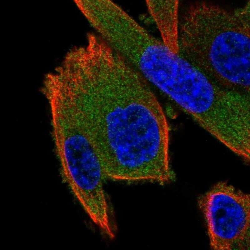 GSPT2 Antibody - BSA Free Immunocytochemistry/ Immunofluorescence: GSPT2 Antibody - BSA Free [NBP1-91971]