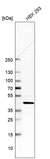 GTPBP3 Antibody - BSA Free Western Blot: GTPBP3 Antibody - BSA Free [NBP1-91974]