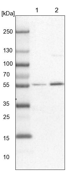 HIP-55 Antibody - BSA Free Western Blot: HIP-55 Antibody - BSA Free [NBP1-91989]