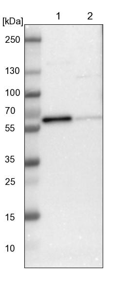HIV-1 Rev binding protein Antibody - BSA Free Western Blot: HIV-1 Rev binding protein Antibody - BSA Free [NBP1-91991]