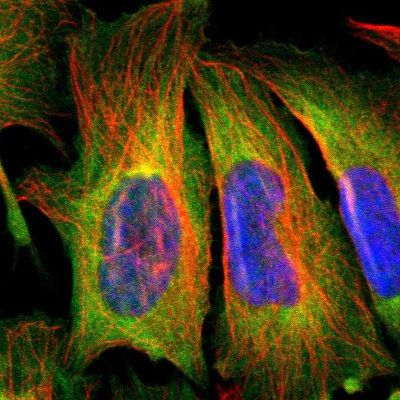 HKR2 Antibody - BSA Free Immunocytochemistry/ Immunofluorescence: HKR2 Antibody - BSA Free [NBP1-91992]