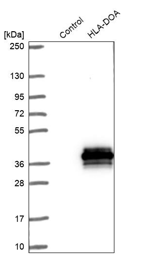 HLA DOA Antibody - BSA Free Western Blot: HLA DOA Antibody - BSA Free [NBP1-91993]
