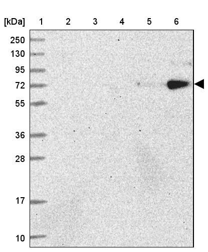 HNRNPUL2 Antibody - BSA Free Western Blot: HNRNPUL2 Antibody - BSA Free [NBP1-92001]