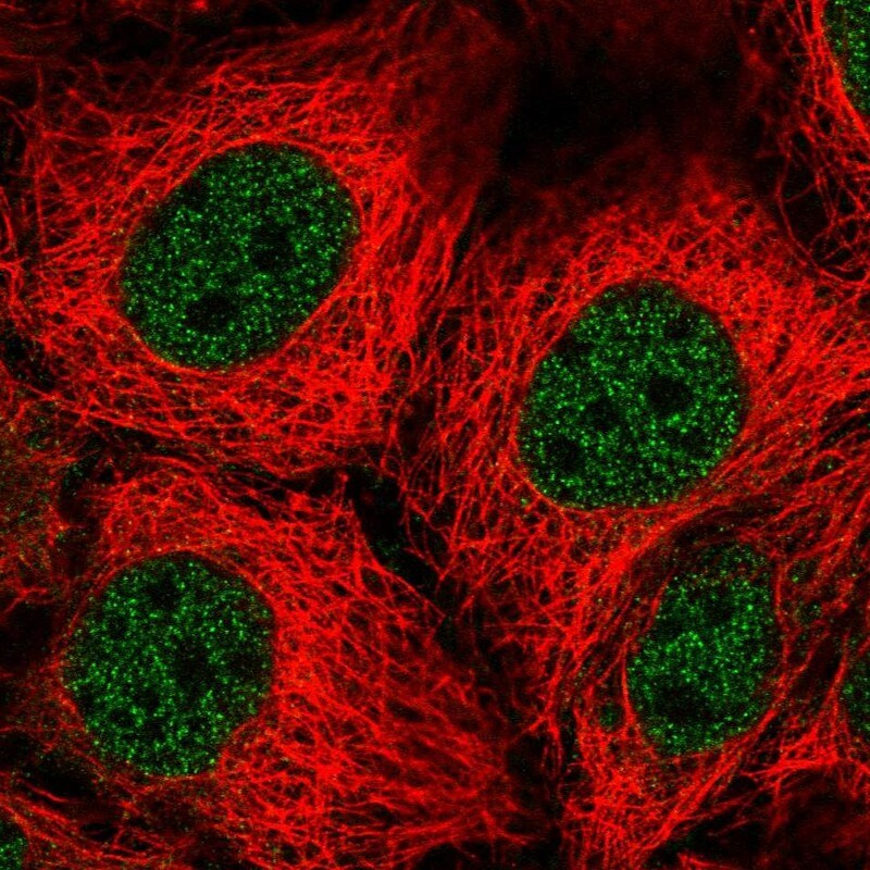 PEPT1/SLC15A1 Antibody - BSA Free Immunocytochemistry/ Immunofluorescence: PEPT1/SLC15A1 Antibody [NBP1-92005]