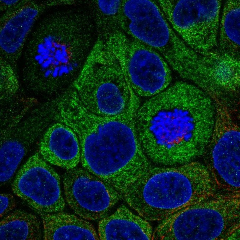 HSD17B2 Antibody - BSA Free Immunocytochemistry/ Immunofluorescence: HSD17B2 Antibody [NBP1-92011]