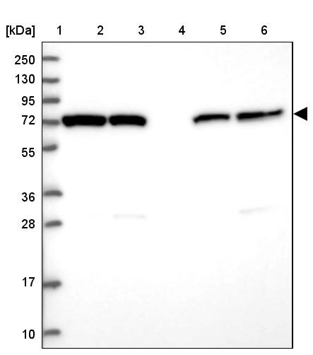 HspA1L Antibody - BSA Free Western Blot: HspA1L Antibody - BSA Free [NBP1-92012]