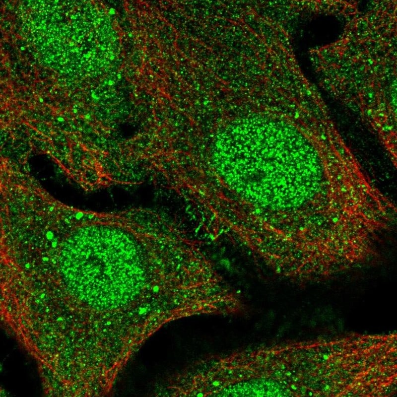 VSIG3/IGSF11 Antibody - BSA Free Immunocytochemistry/ Immunofluorescence: VSIG3/IGSF11 Antibody - BSA Free [NBP1-92021]