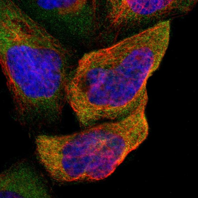 IRF3 Antibody - BSA Free Immunocytochemistry/ Immunofluorescence: IRF3 Antibody [NBP1-92028]